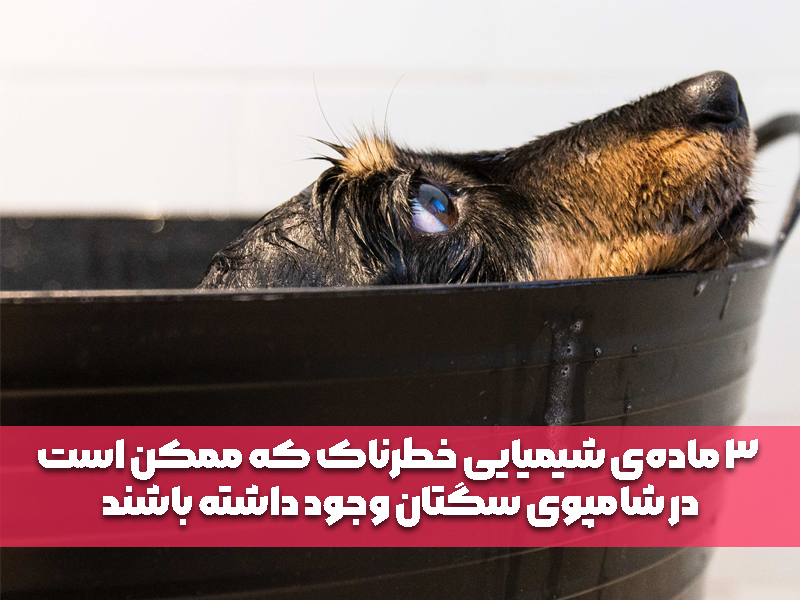 3 ماده‌ی شیمیایی خطرناک که ممکن است در شامپوی سگتان وجود داشته باشند